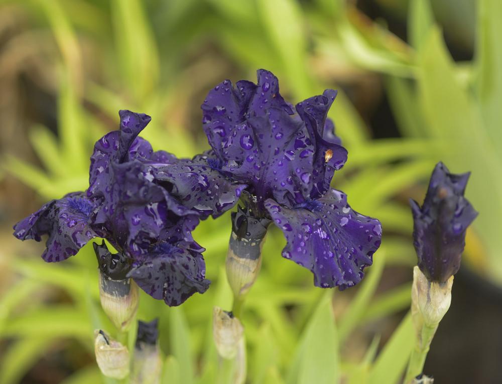 Photo of Intermediate Bearded Iris (Iris 'Midsummer Night's Dream') uploaded by cliftoncat