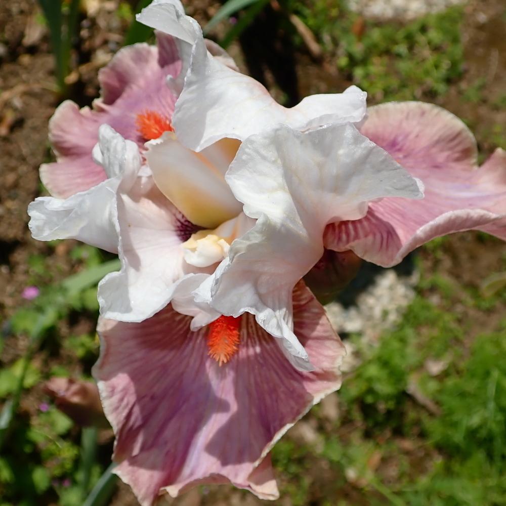 Photo of Tall Bearded Iris (Iris 'Chinese Treasure') uploaded by janwax