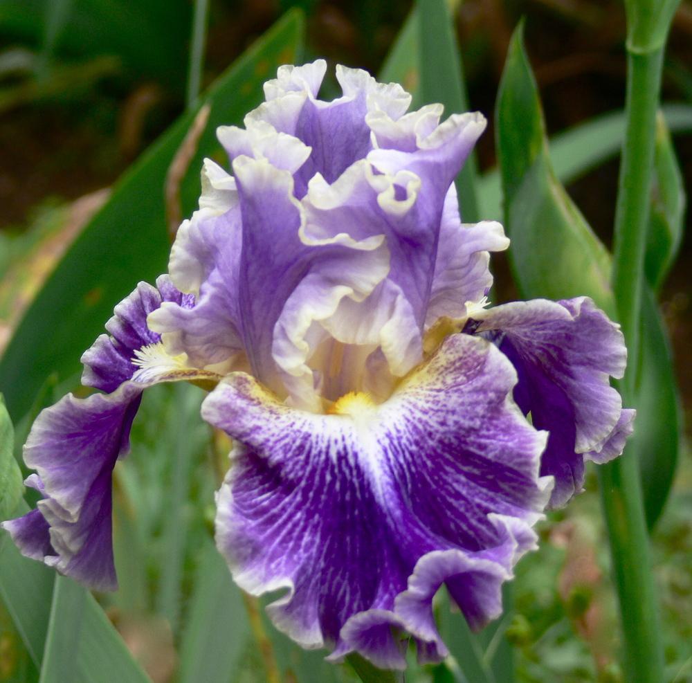 Photo of Tall Bearded Iris (Iris 'Belle Fille') uploaded by janwax