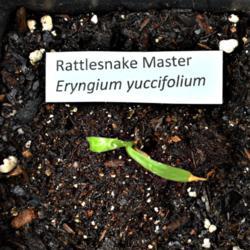 Location: Lilburn, GA
Date: 2020-04-29
2 week old seedling