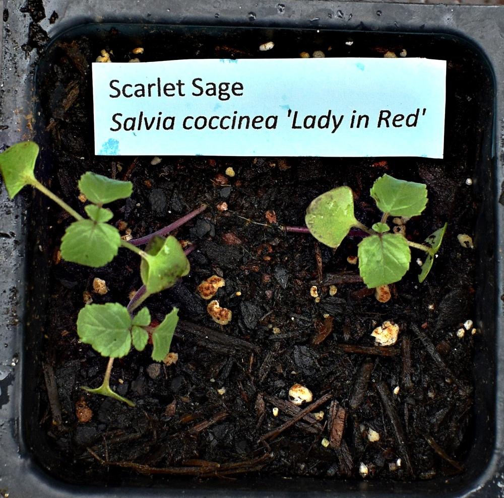 Photo of Scarlet Sage (Salvia coccinea 'Lady in Red') uploaded by mmolyson