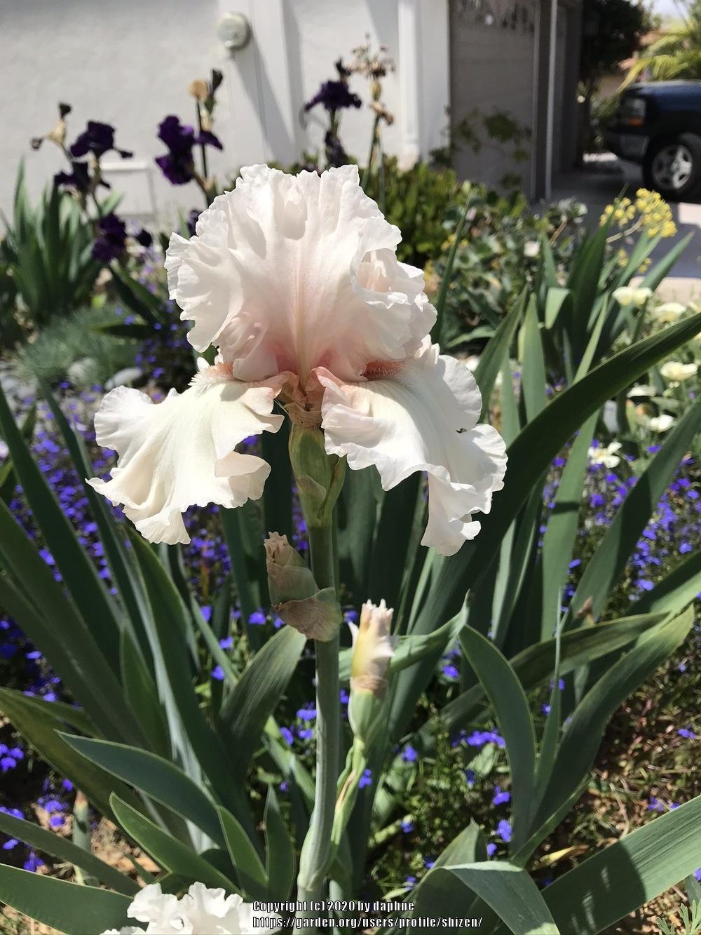 Photo of Tall Bearded Iris (Iris 'Treasured') uploaded by shizen