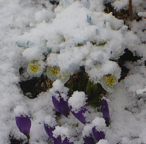 Photo of Reticulated Iris (Iris 'Katharine Hodgkin') uploaded by HemNorth