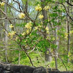 Location: northern Delaware
Date: 2020-04-29
yellow flower clusters