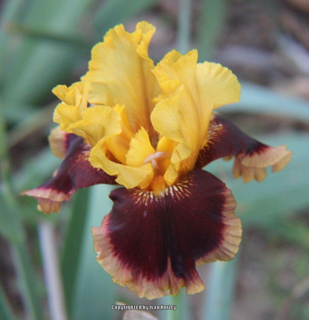 Photo of Tall Bearded Iris (Iris 'Mastery') uploaded by Ivan_N_Tx