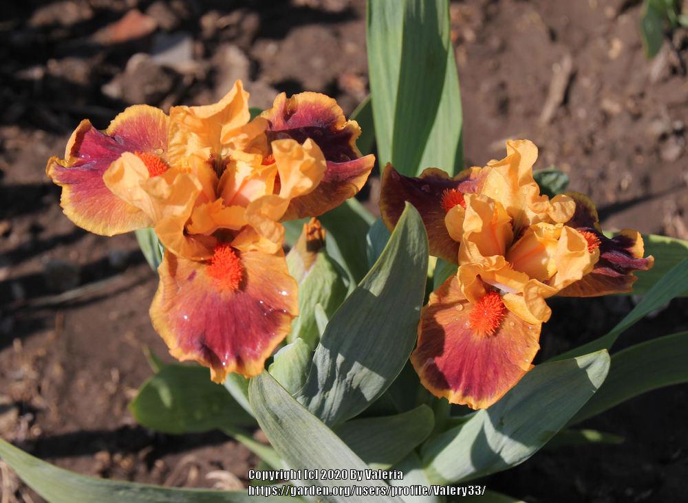 Photo of Standard Dwarf Bearded Iris (Iris 'Color Blind') uploaded by Valery33