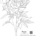 Coloring Page for the Kids: Peony