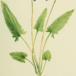 
Date: c. 1921
illustration by F. Schuyler Mathews from Brainerd's 'Violets of N