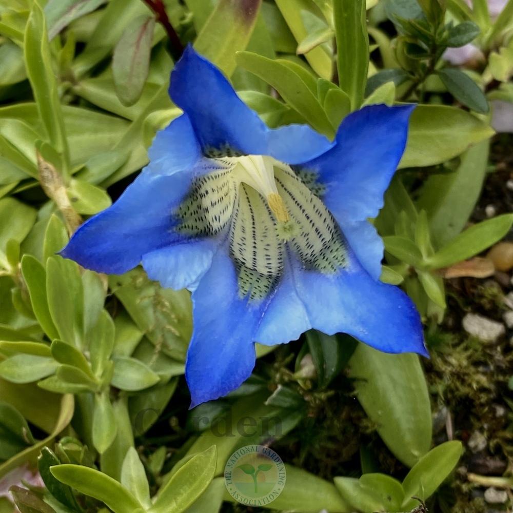Photo of Gentiana angustifolia uploaded by springcolor