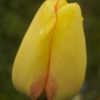 Tulipa 'Beauty of Spring'
