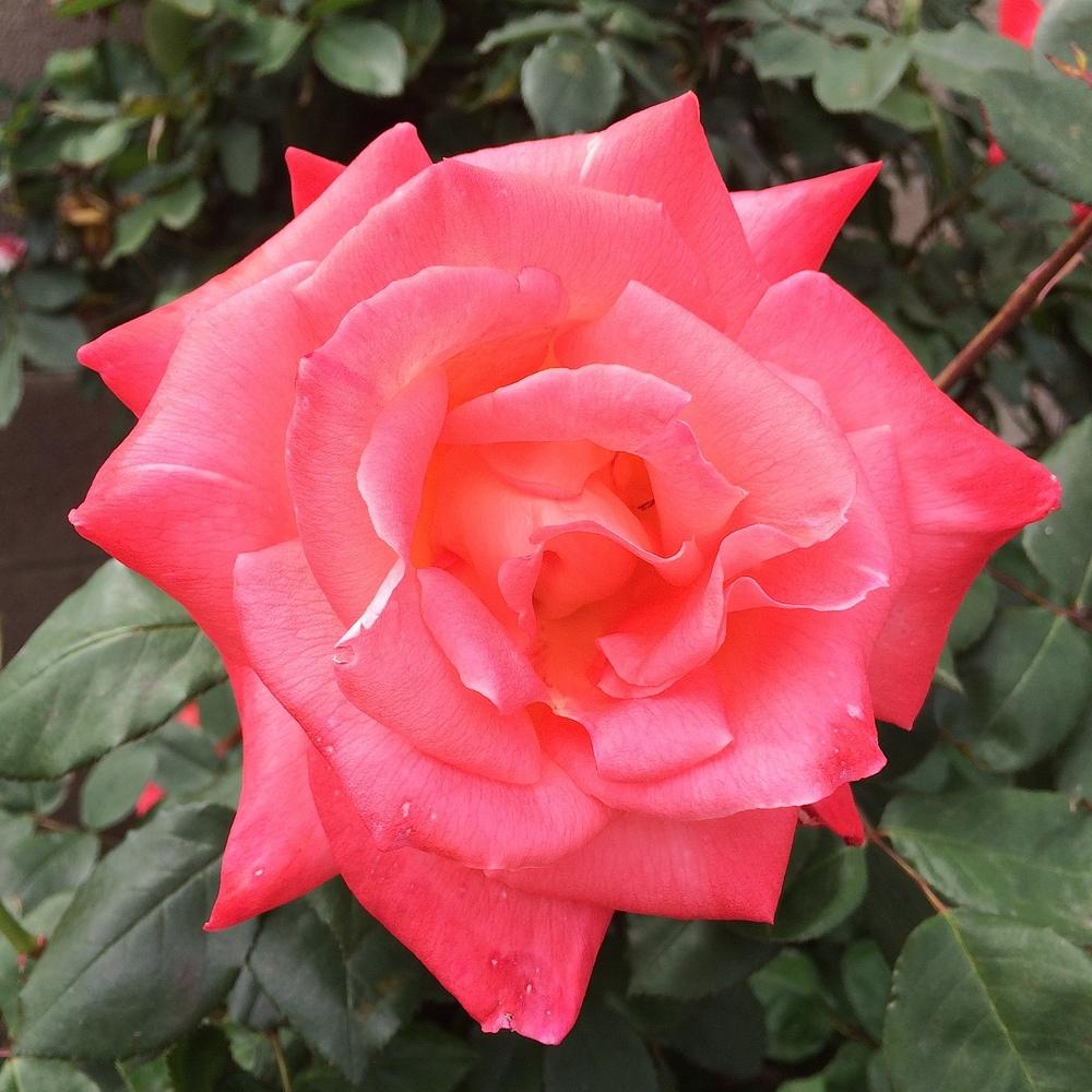 Photo of Rose (Rosa 'Brigadoon') uploaded by Betja
