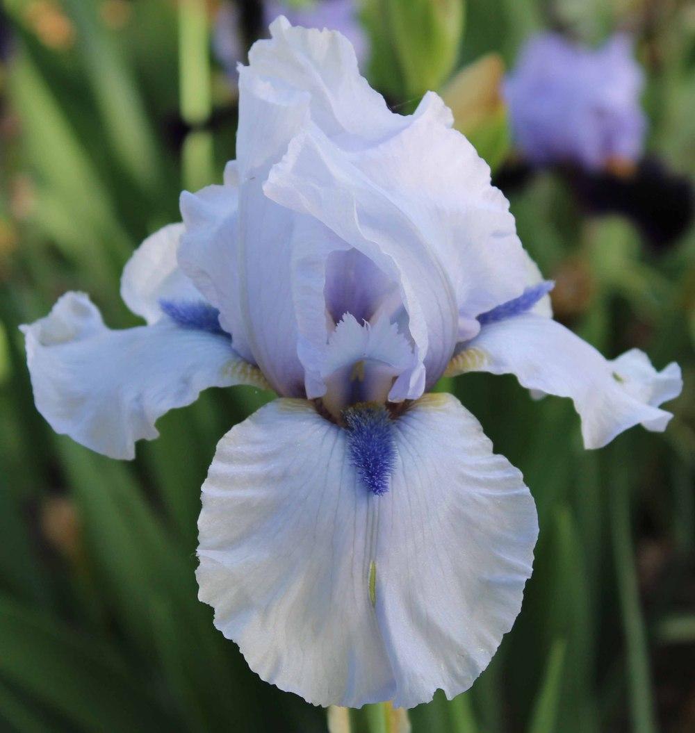Photo of Tall Bearded Iris (Iris 'Blue Fin') uploaded by Bloombuddie