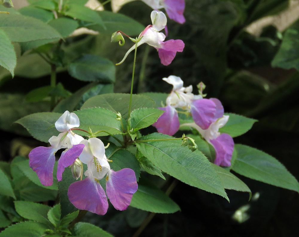 Photo of Poor Man's Orchid (Impatiens balfourii) uploaded by DebraZone9