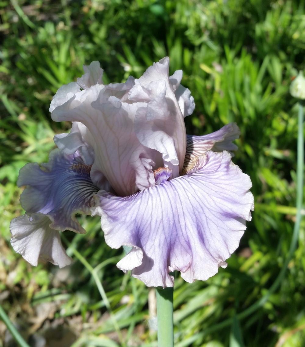 Photo of Tall Bearded Iris (Iris 'Haunted Heart') uploaded by FAIRYROSE