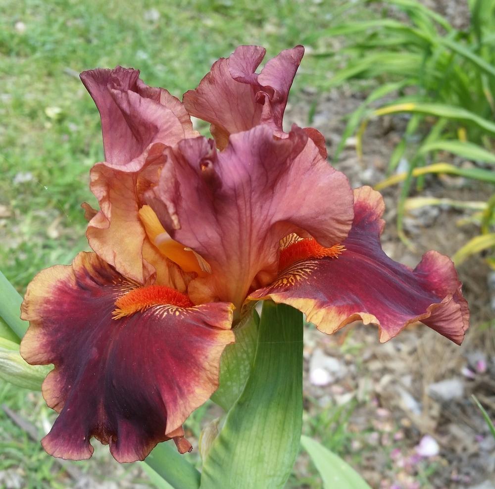 Photo of Tall Bearded Iris (Iris 'Drinks at Sunset') uploaded by FAIRYROSE