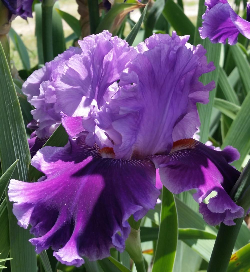 Photo of Tall Bearded Iris (Iris 'Louisa's Song') uploaded by FAIRYROSE
