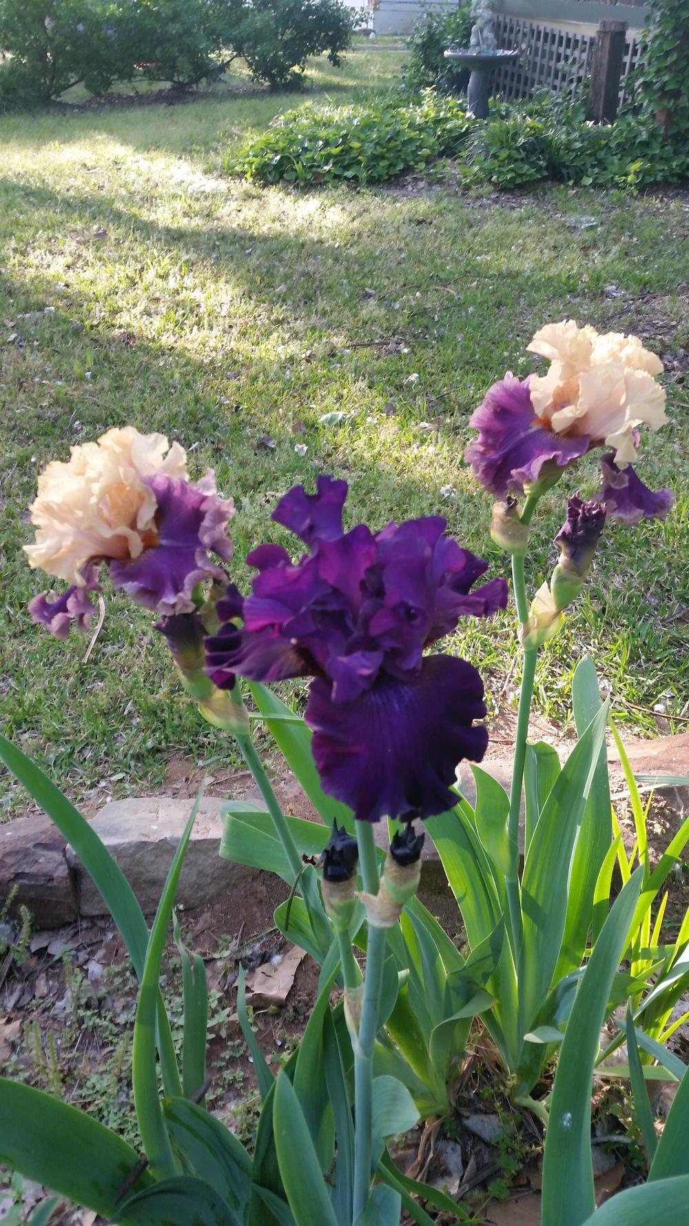 Photo of Tall Bearded Iris (Iris 'Roaring Twenties') uploaded by FAIRYROSE