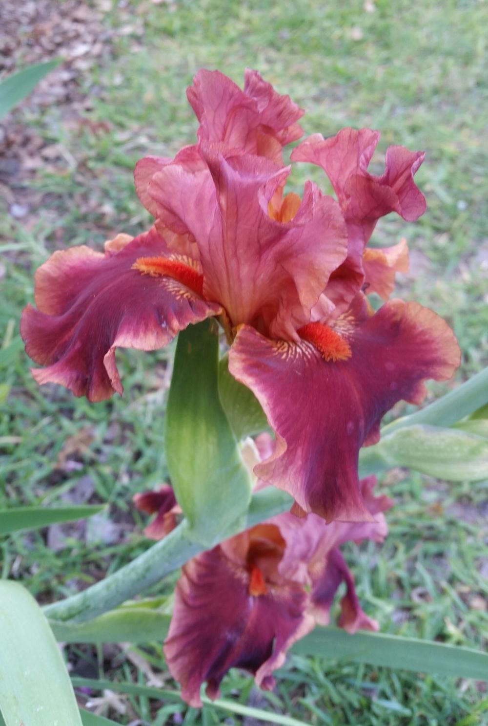 Photo of Tall Bearded Iris (Iris 'Drinks at Sunset') uploaded by FAIRYROSE