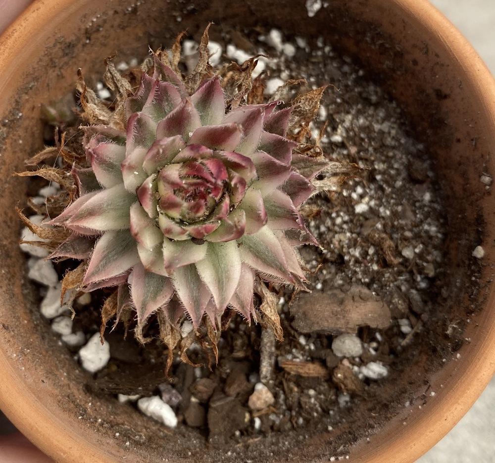 Photo of Hen and Chick (Sempervivum 'Saxon') uploaded by Foxamilion