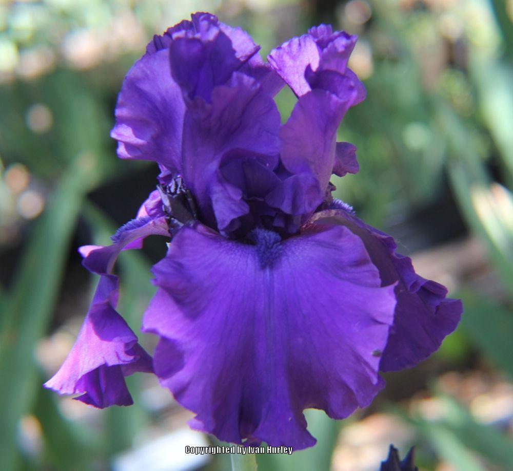 Photo of Tall Bearded Iris (Iris 'Dusky Challenger') uploaded by Ivan_N_Tx