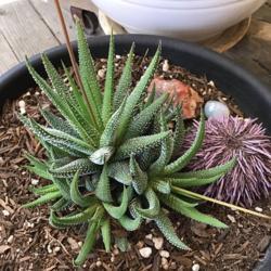 Location: CA
Date: 5/2/2020
Two buds have come to my young Haworthia! (Sea urchin is the roun