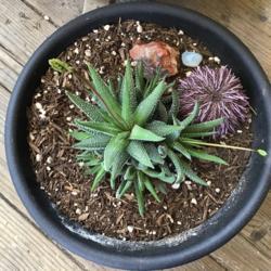 Location: CA
Date: 5/2/2020
Two buds have come to my young Haworthia! (Sea urchin is the roun