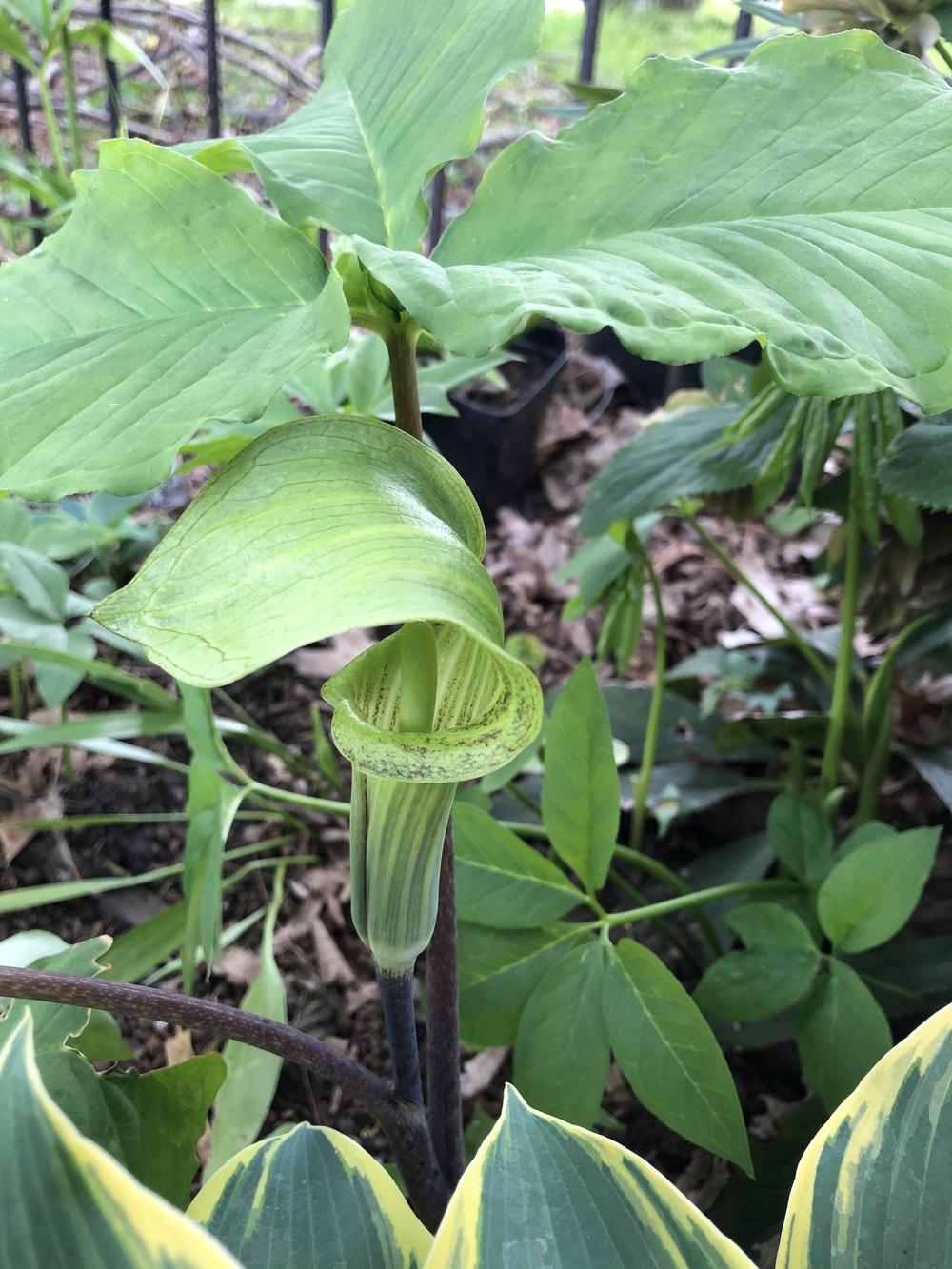 Photo of Jack in the Pulpit (Arisaema triphyllum) uploaded by Lilydaydreamer