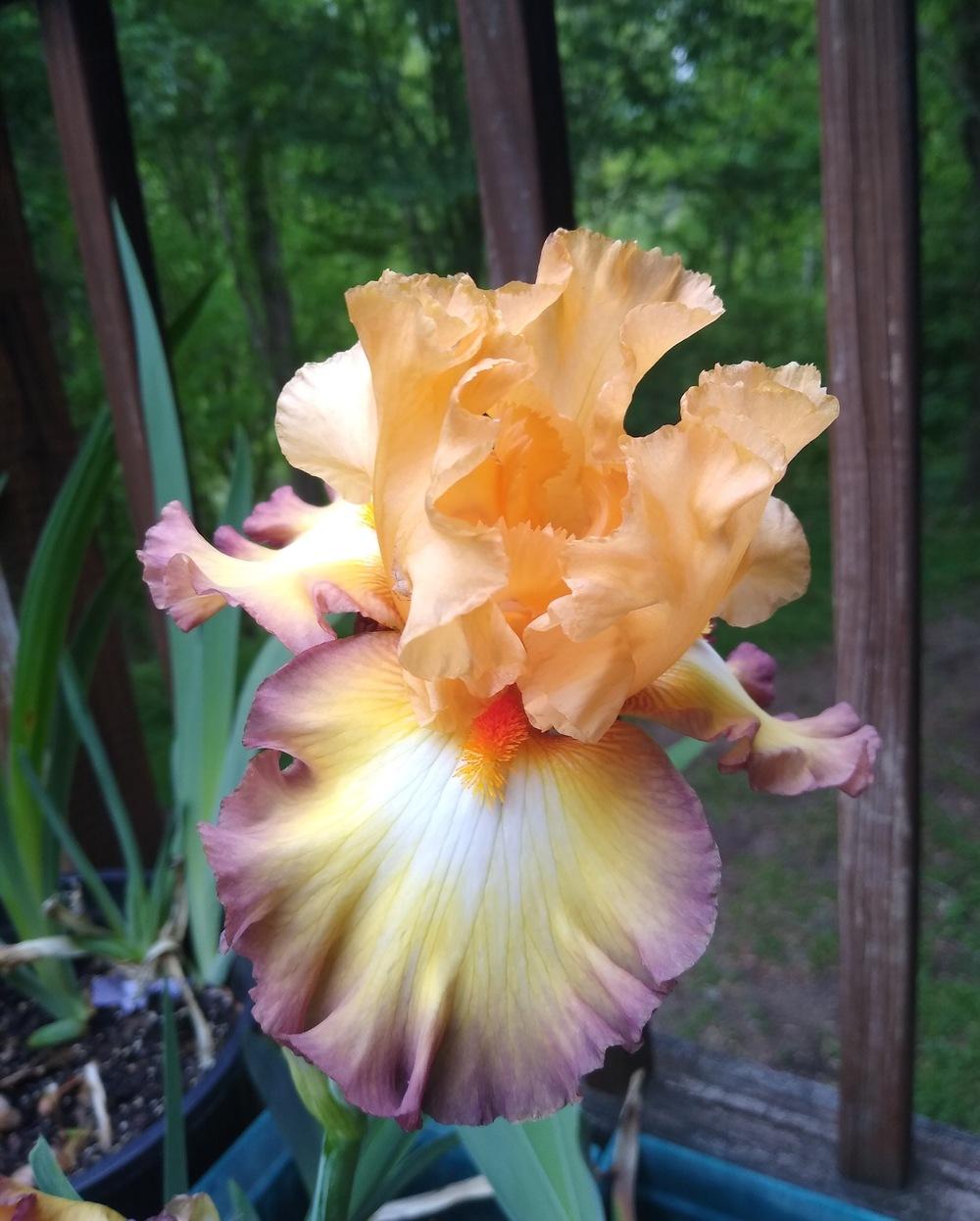 Photo of Tall Bearded Iris (Iris 'Modern Drama') uploaded by UndyingLight
