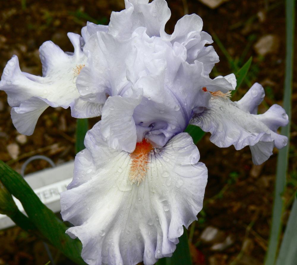 Photo of Tall Bearded Iris (Iris 'Waterline') uploaded by janwax