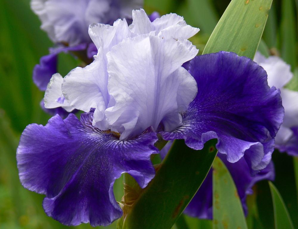Photo of Tall Bearded Iris (Iris 'World Premier') uploaded by janwax