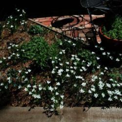 Location: My garden in Oklahoma City
Date: 04-14-2019
Nothoscordum bivalve