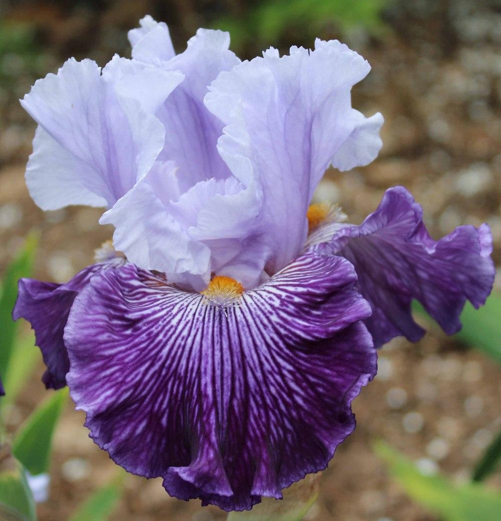 Photo of Tall Bearded Iris (Iris 'Glacier Melt') uploaded by Bloombuddie