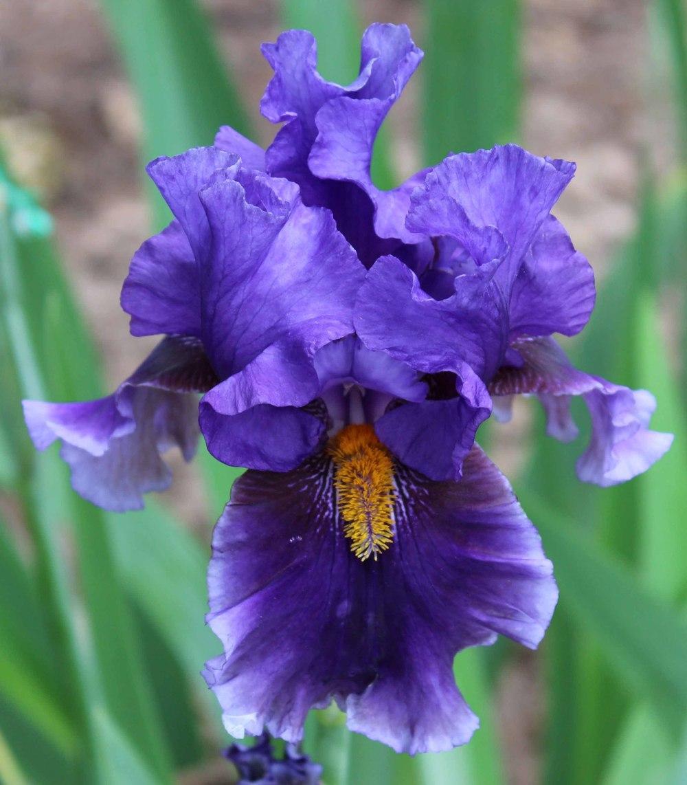 Photo of Tall Bearded Iris (Iris 'Deep Dark Secret') uploaded by Bloombuddie