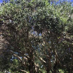 Huge olive tree