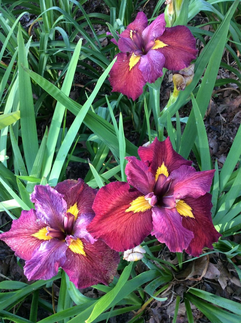 Photo of Louisiana Iris (Iris 'Ann Chowning') uploaded by Maxmom98