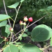 Amelanchier x grandiflora "Autumn Brilliance" Apple Serviceberry,