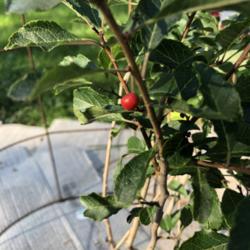 Location: Saint Paul, Minnesota
Date: 2019-09-15
Ilex verticillata "Bailfire" female Winterberry bore a single ber
