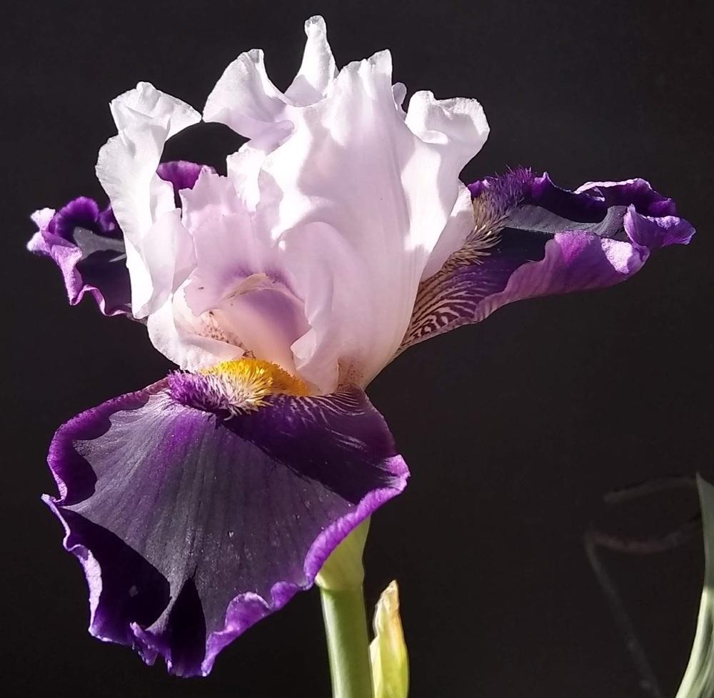 Photo of Tall Bearded Iris (Iris 'Hypnotizer') uploaded by olga_batalov