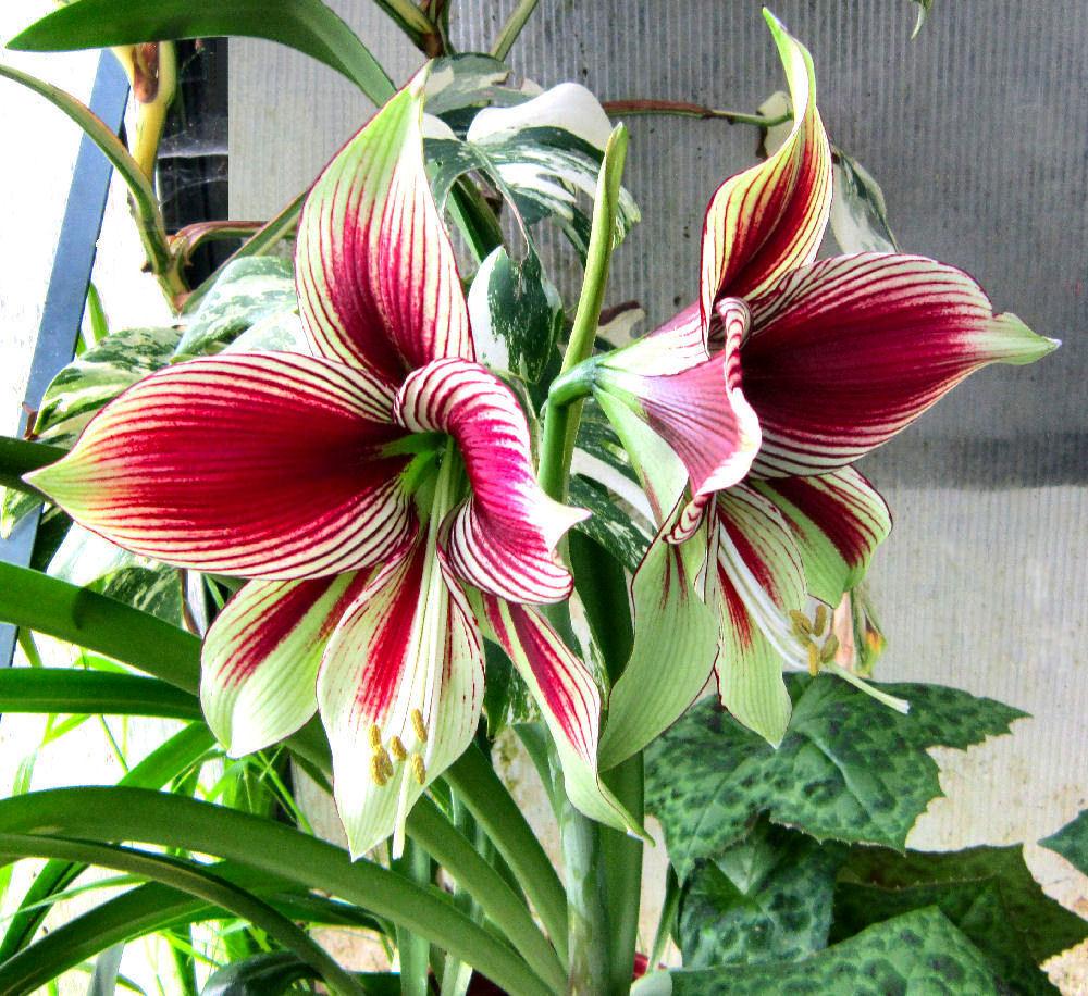 Photo of Butterfly Amaryllis (Hippeastrum papilio) uploaded by Strever