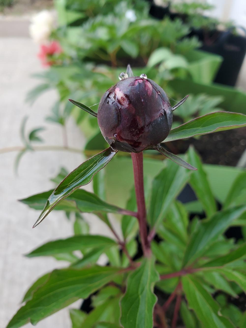 Photo of Chinese Peony (Paeonia lactiflora 'The Fawn') uploaded by Topdecker