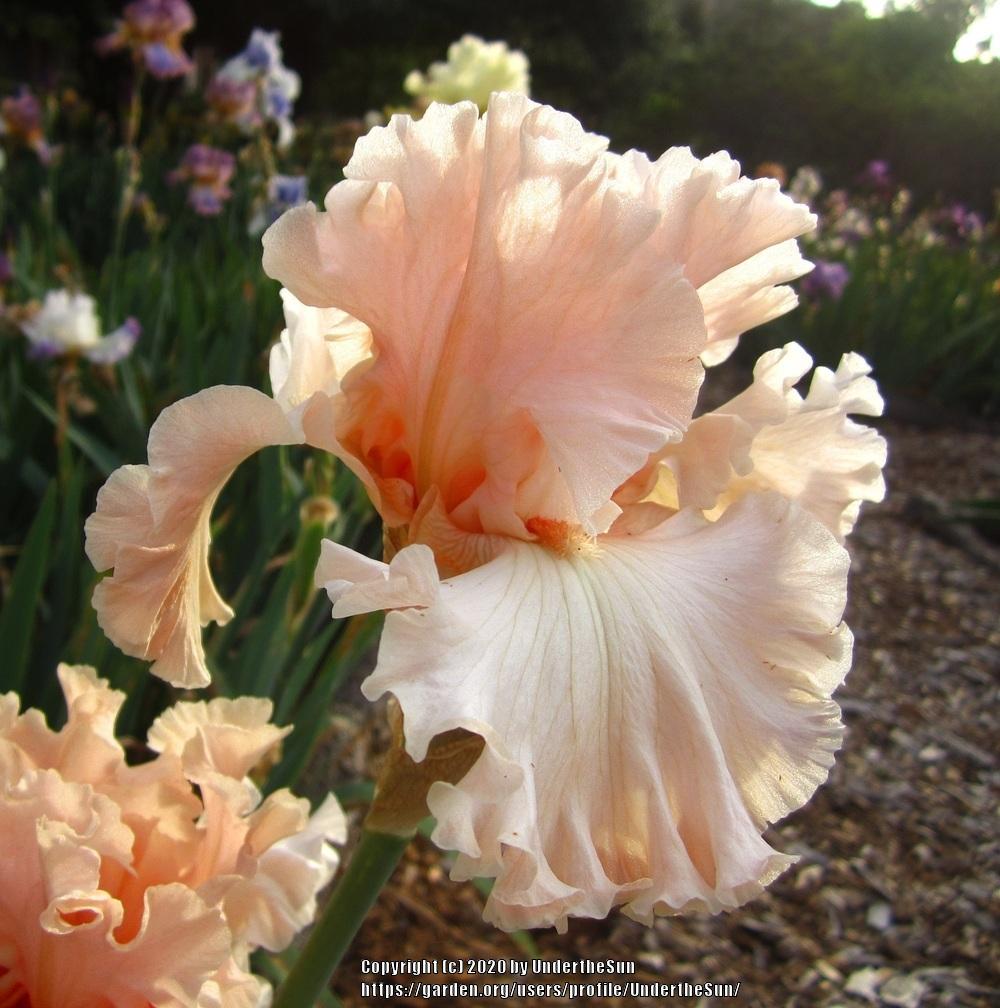 Photo of Tall Bearded Iris (Iris 'Magical') uploaded by UndertheSun