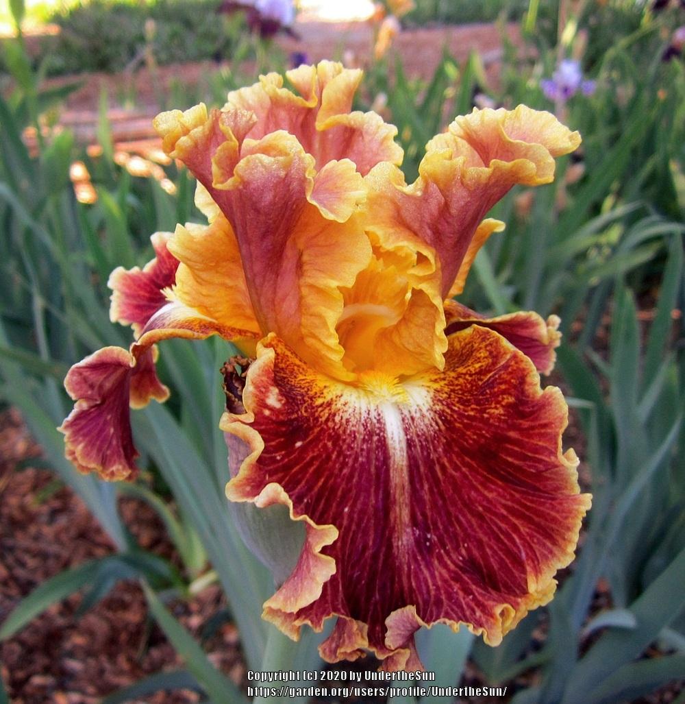 Photo of Tall Bearded Iris (Iris 'Volcanic Glow') uploaded by UndertheSun