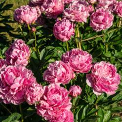 Location: Peony Garden at Nichols Arboretum, Ann Arbor, Michigan
Date: 2017-06-07
The two plants in the collection are always prolific bloomers