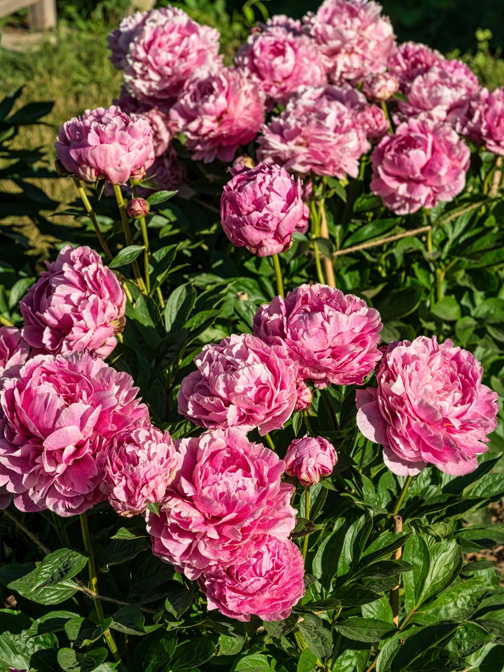Photo of Chinese Peony (Paeonia lactiflora 'The Fawn') uploaded by arctangent