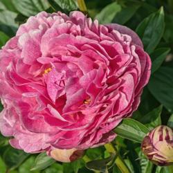 Location: Peony Garden at Nichols Arboretum, Ann Arbor, Michigan
Date: 2017-06-03
The full charm of this unique cultivar is only revealed on close 