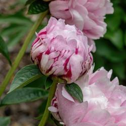 Location: Peony Garden at Nichols Arboretum, Ann Arbor, Michigan
Date: 2018-06-05
The bracts and outer guard petals are streaked in red on their un