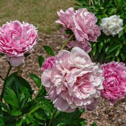 Location: Peony Garden at Nichols Arboretum, Ann Arbor, Michigan
Date: 2018-06-05
Blooms of The Fawn fade over time