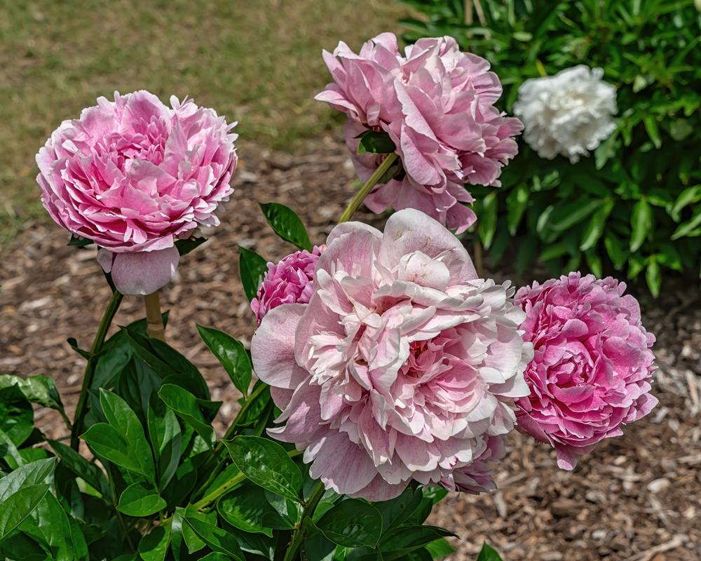Photo of Chinese Peony (Paeonia lactiflora 'The Fawn') uploaded by arctangent