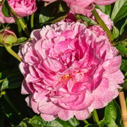 Location: Peony Garden at Nichols Arboretum, Ann Arbor, Michigan
Date: 2015-06-06
This cultivar's most distinguishing characteristic, its speckled 