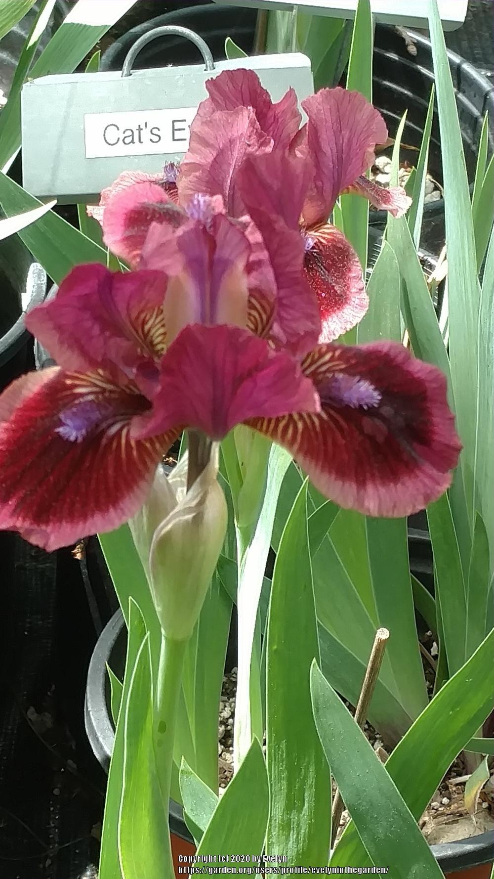 Photo of Standard Dwarf Bearded Iris (Iris 'Cat's Eye') uploaded by evelyninthegarden